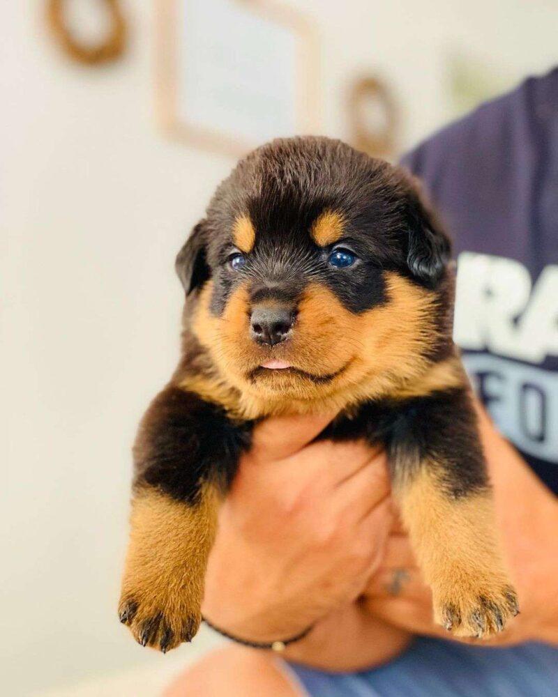 How To Take Care of Newborn Rottweiler Puppies ?