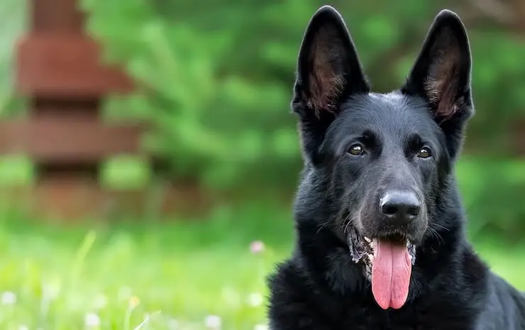 2. Black German Shepherds may be more expensive than other colored German Shepherds.