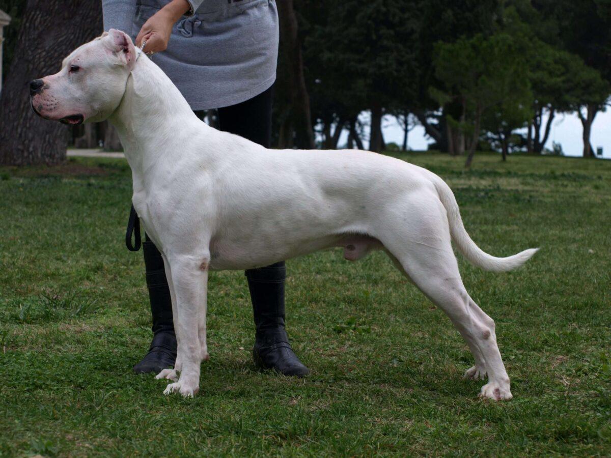 Top 10 Amazing Facts about Dogo Argentino