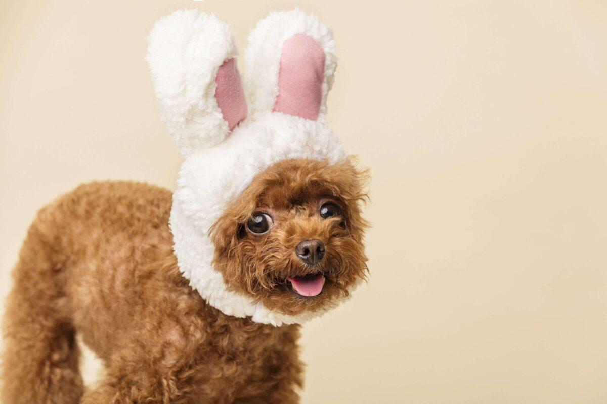 10 Amazing Facts about Poodle Dogs