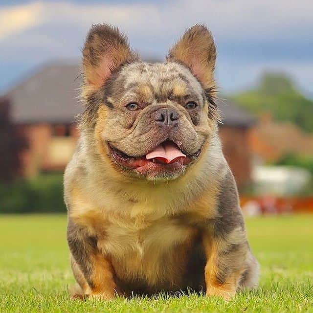 Everything You Need To Know About Fluffy French Bulldogs Breeds