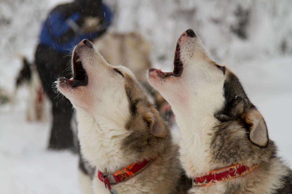 Why do huskies howl ? Causes of Husky Howling