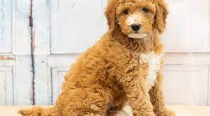 Mini Goldendoodle Puppies – Size, Price, Facts