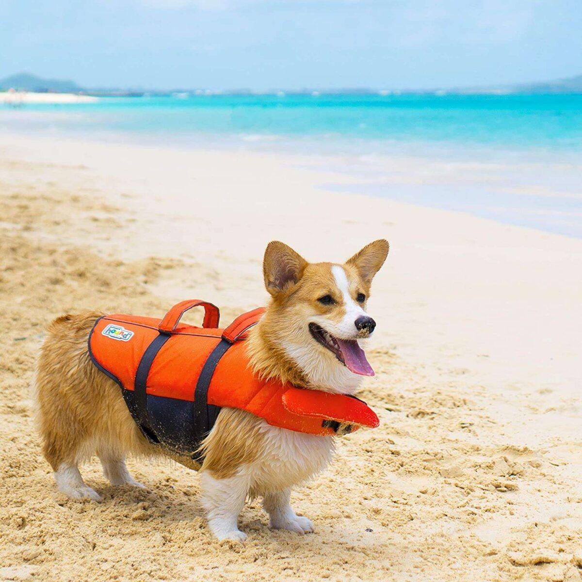 The Best Life Jackets For Dogs