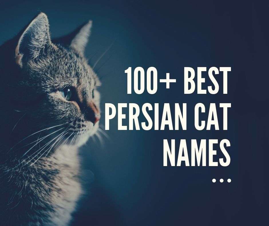 100+ Best Persian Cat Names