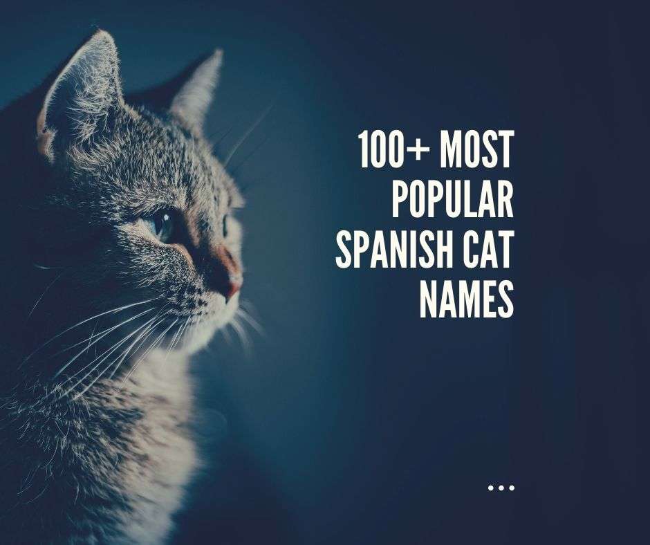 100+ Most popular Spanish Cat Names