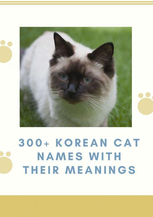 300+ Most Popular Korean Cat Names with their meanings