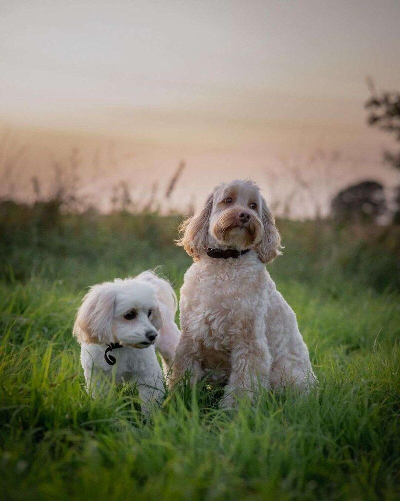 Cavachon Mixed Dog Breed Facts , Information and Pictures