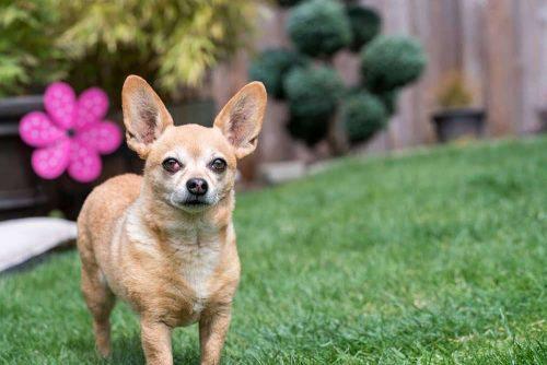 Chiweenie Dog Breed Information, Facts and Pictures