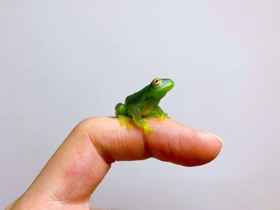9 Cute Frogs and Their  Pictures