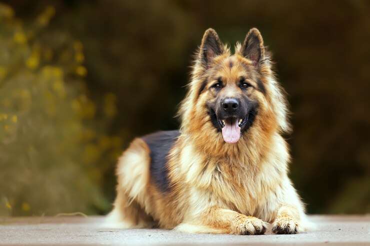 300+ Most Popular German Dog Names with their Meaning