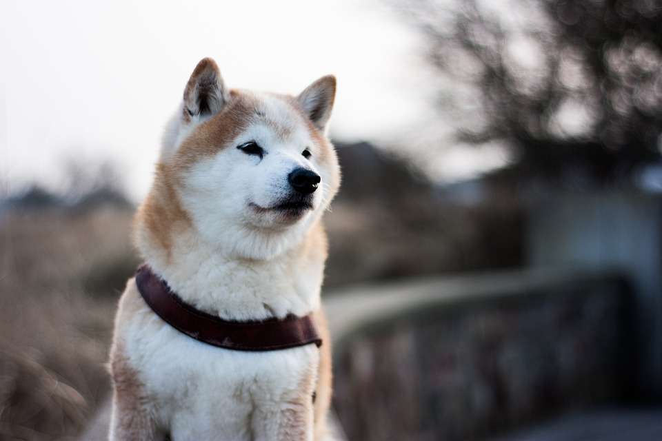 100+ Japanese Dog Names With Their Meanings