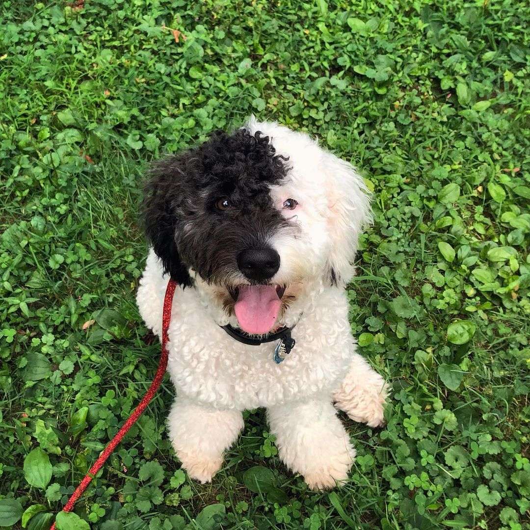 Mini Portidoodle Facts , Characteristics and Pictures