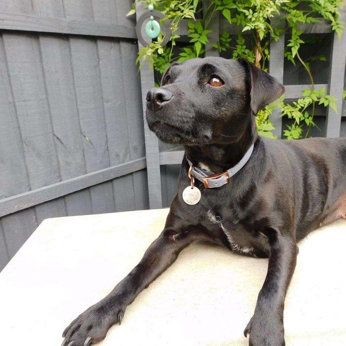 Patterdale Terrier Dog Breed Facts, Pictures and information