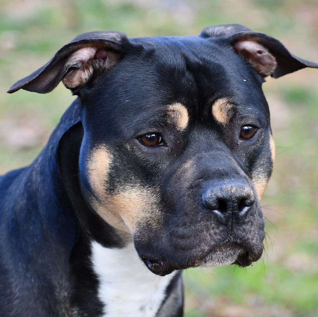 Pitweiler -Rottweiler Pitbull Mix , Facts, Pictures