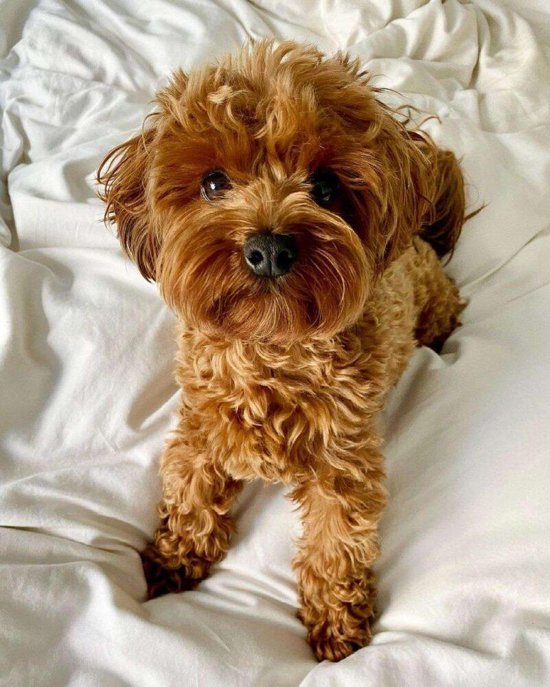 Yorkipoo: Small and Sweet Yorkie Poodle Mix Dog Facts