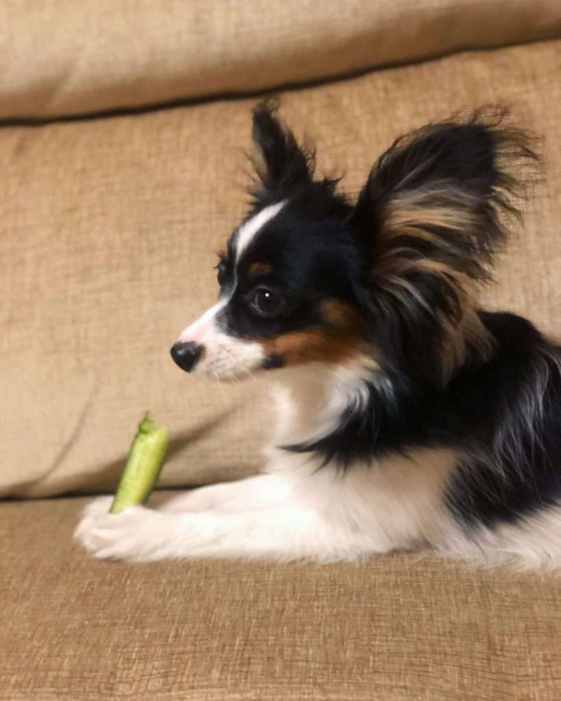 Can Dogs eat  Vegetables 