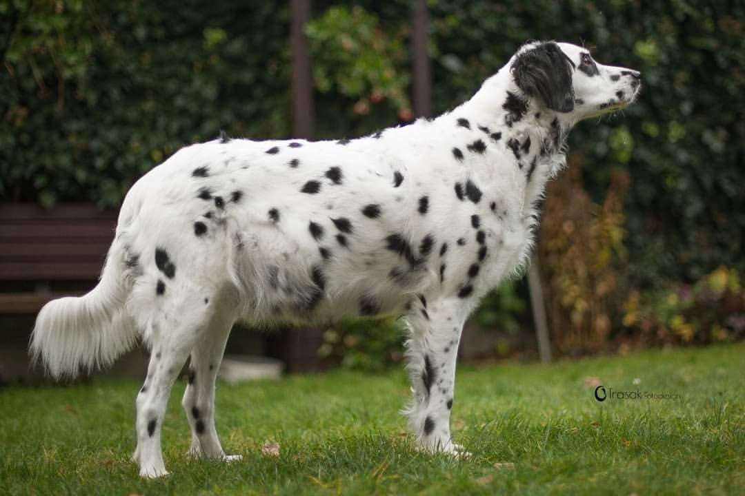 Long Haired Dalmatian: Information ,Facts and Pictures