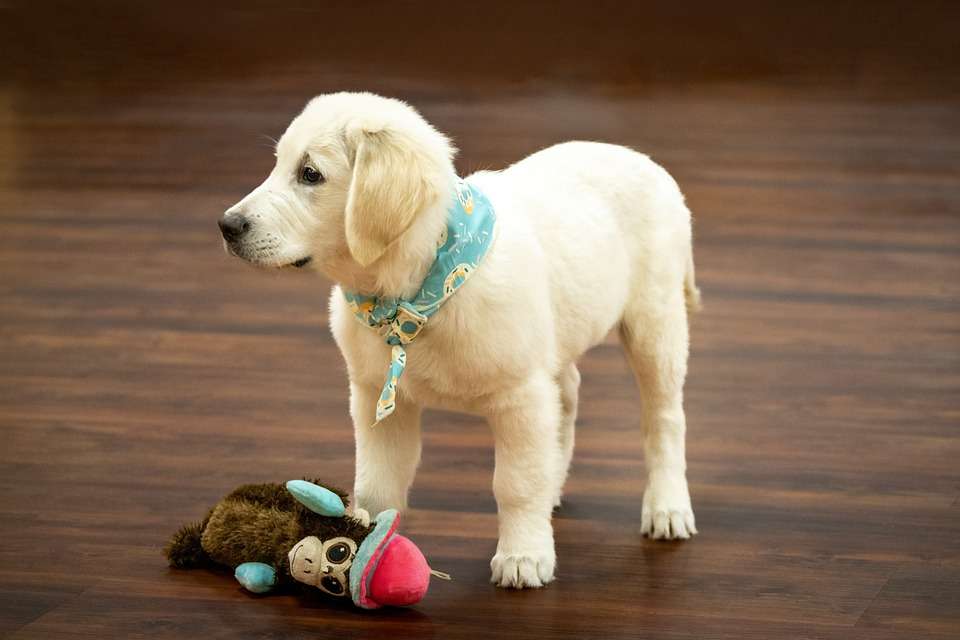 The 5 Best Puppy Toys