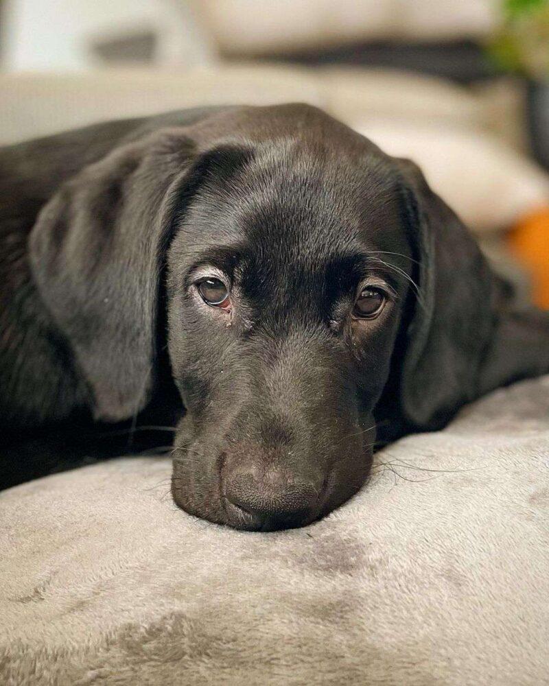 Black Lab: Interesting Facts , Information And Their Pictures
