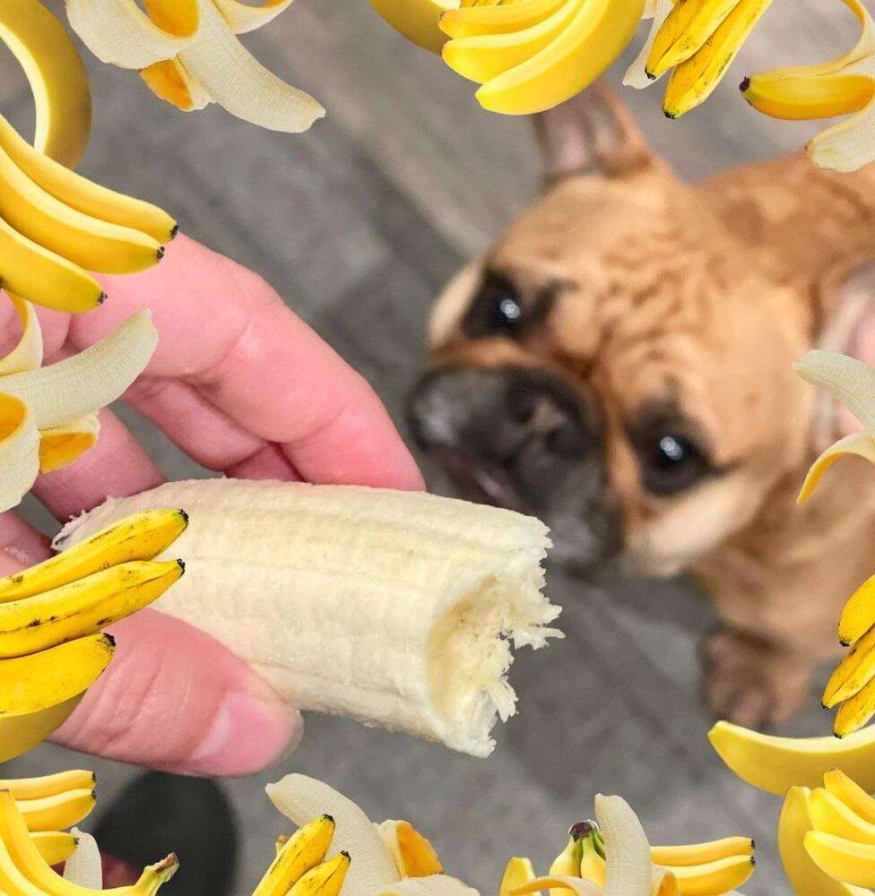 Can Dogs Eat Bananas? Are Bananas Safe For Dogs?