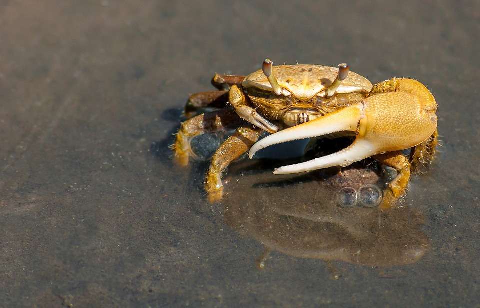 What Does Crab Eat?