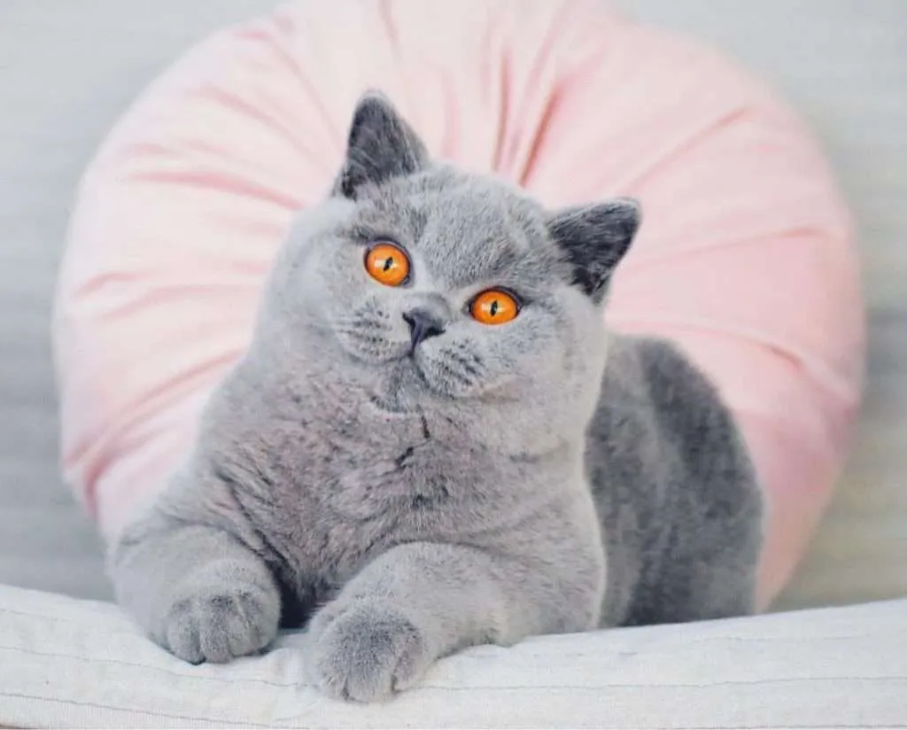 11 Most Popular Fluffy Cat Breeds with Their Pictures
