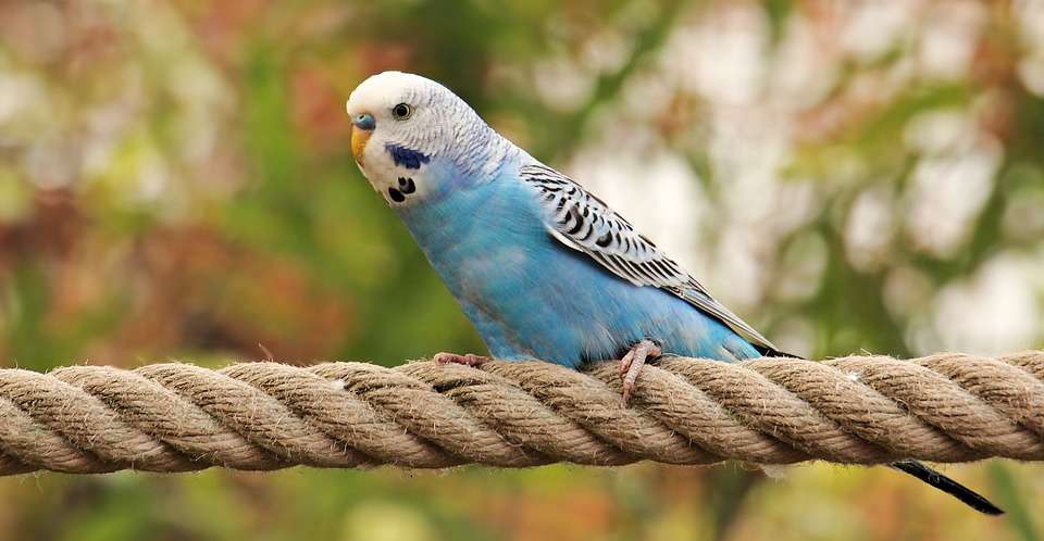 Signs of Parakeet Molting