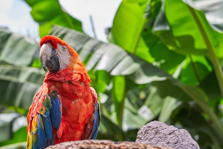 15 Best Types of Parrot Birds to Keep as Pets