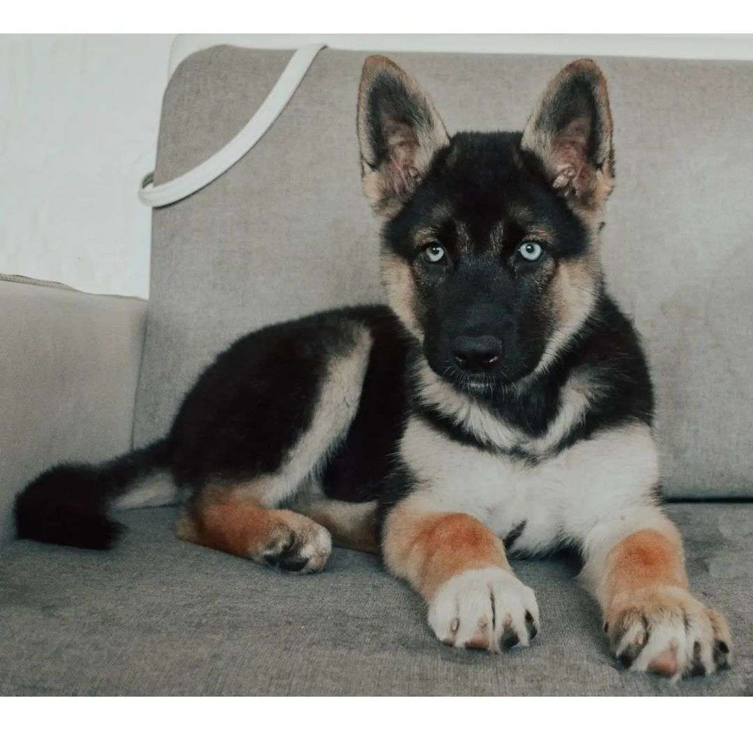 Shepsky : Interesting Facts , Information And Their Pictures