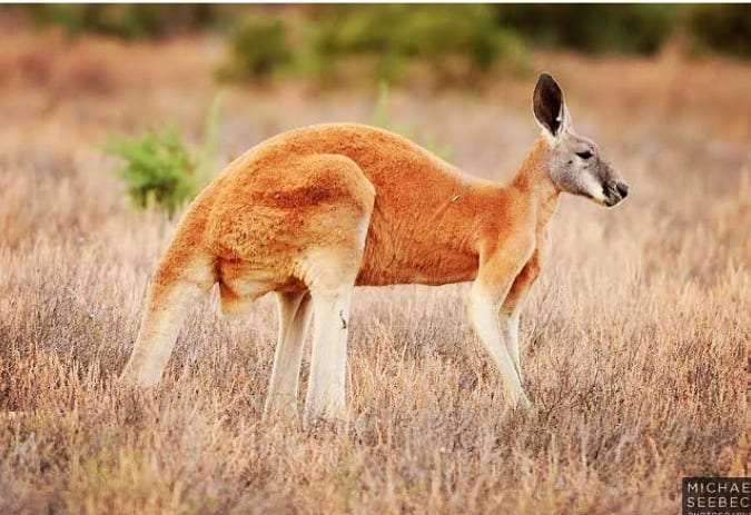  4 Largest Kangaroo Species