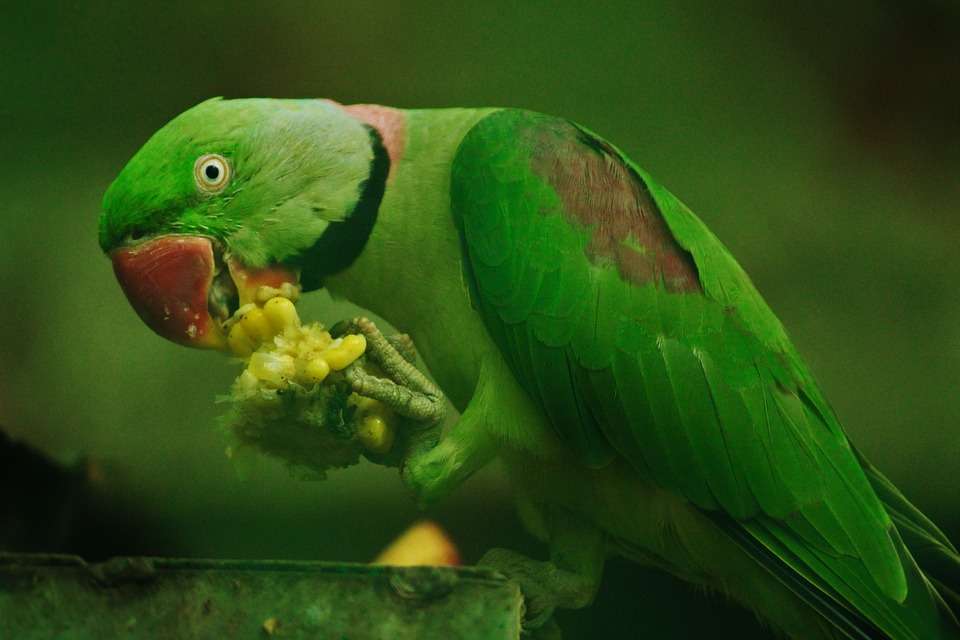 Why Do Parrots Die Suddenly?