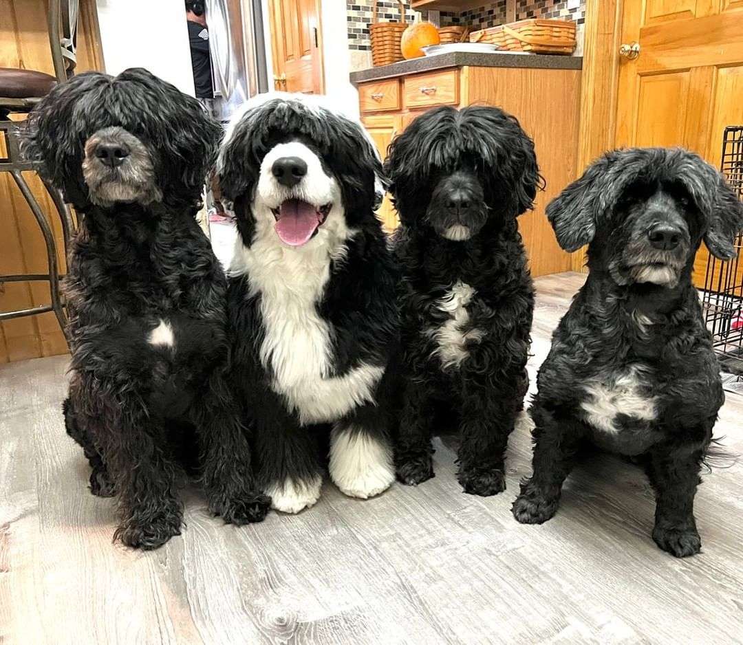 Portuguese Water Dog Facts Information And Pictures