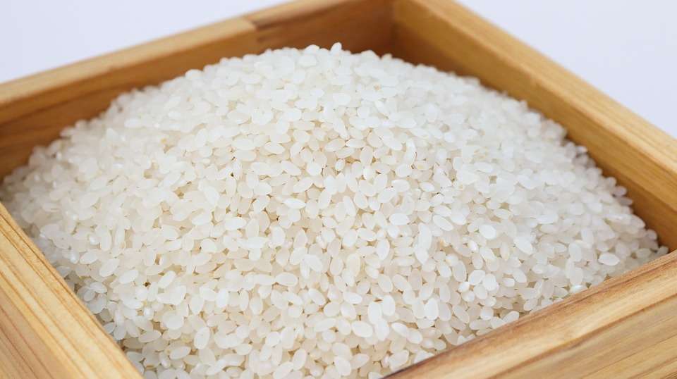 Can Dogs Eat Rice? Is Rice Safe For Dogs?