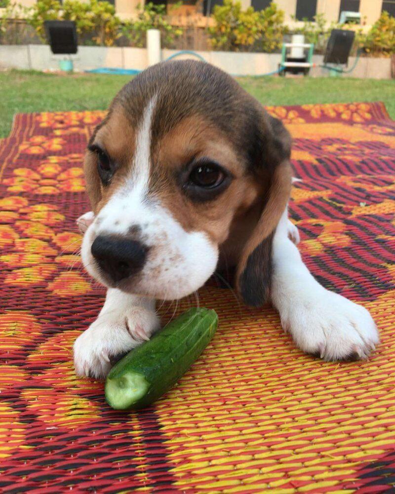 Can Dogs Eat Cucumbers? Are Cucumbers Good For Dogs?