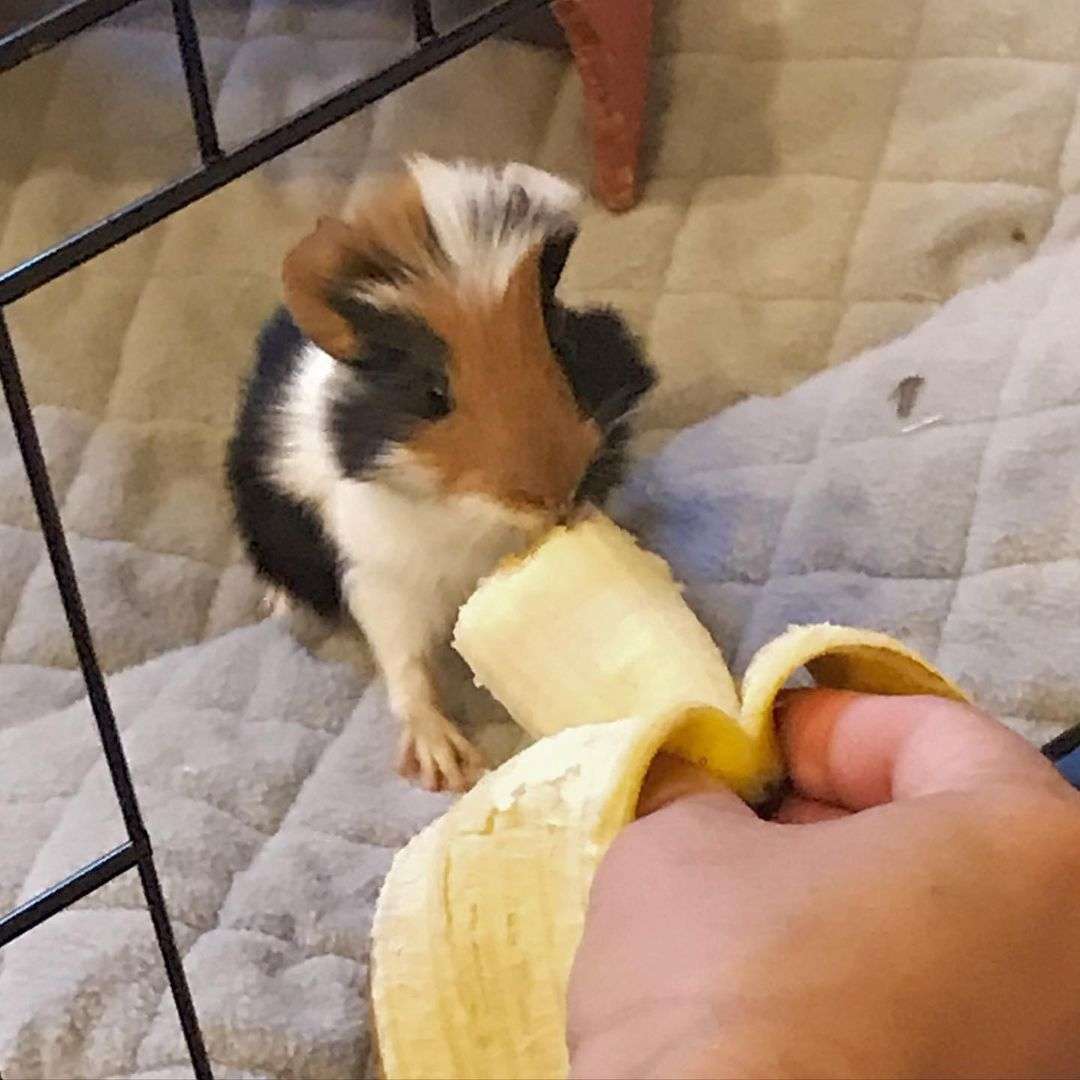 Can Guinea Pigs Eat Bananas? Are Bananas Safe For Guinea Pigs?