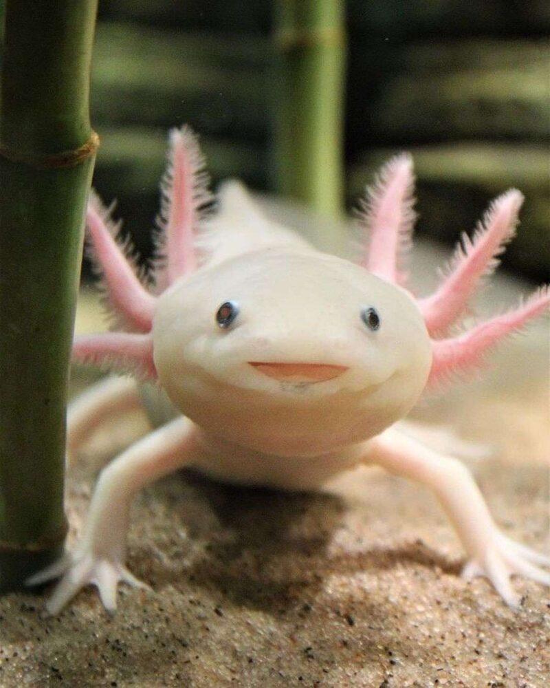 Are axolotls nice pets?