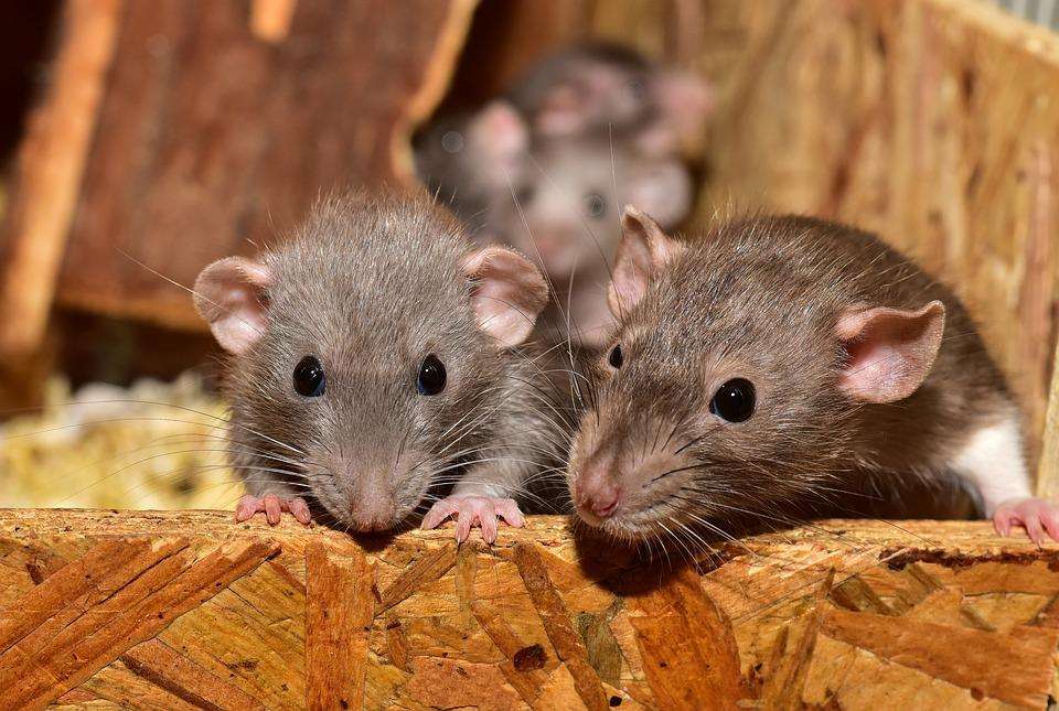 100+ Cute Rat Names Ideas