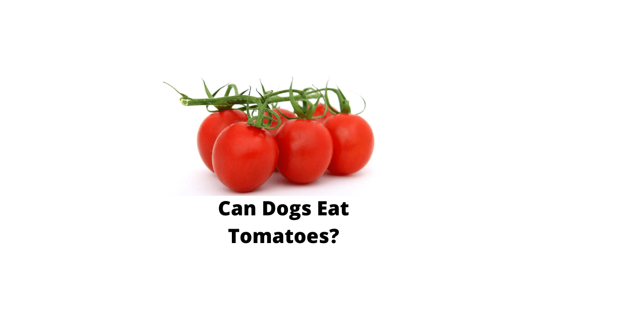 Can Dogs Eat Tomatoes? Are Tomatoes Good For Dogs?