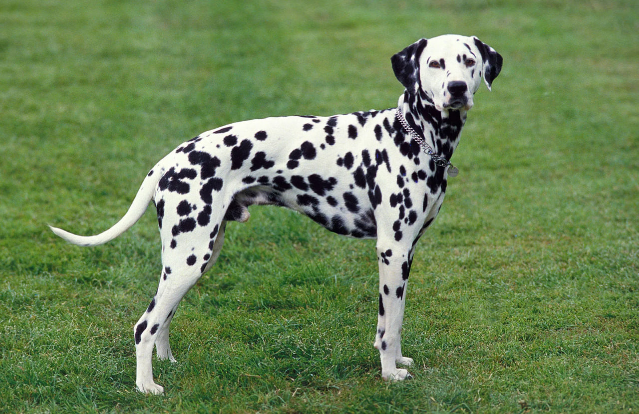 Longhaired dalmatian: Breed History & Facts