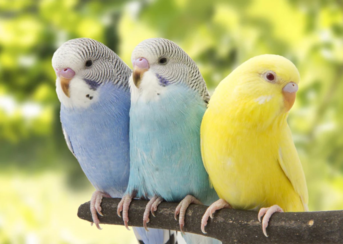 How long do parakeets live? Domestic and wild parrots