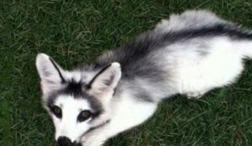 Canadian marble fox – is it possible to keep at home